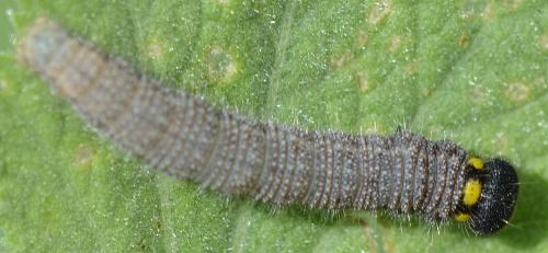 Carcharodus alceae